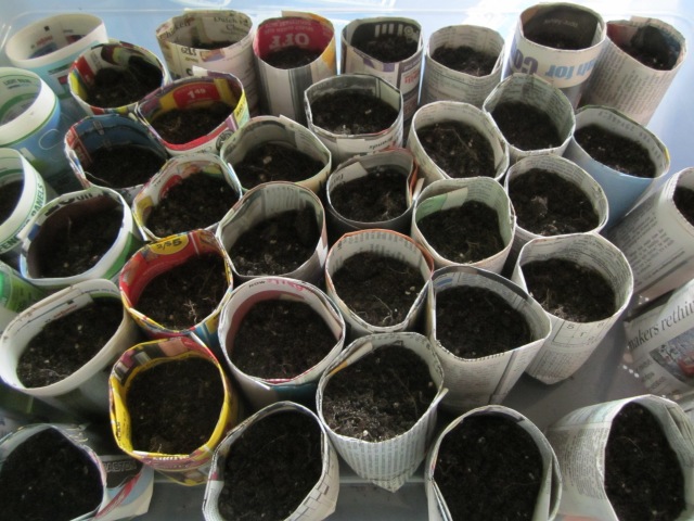 Newspaper Seed Pots